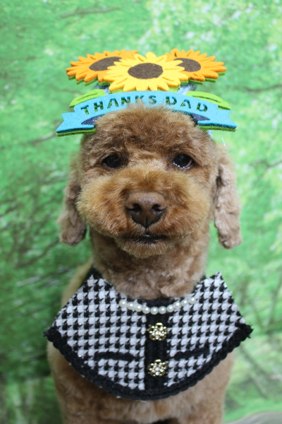 千葉県鎌ヶ谷市のトイプードルのトリミング画像