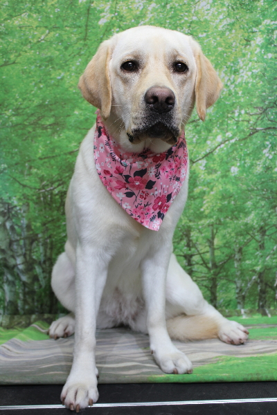 千葉県白井市のラブラドールレトリーバーのトリミング画像