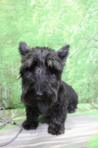 千葉県鎌ケ谷市スコティッシュテリアのトリミング前画像