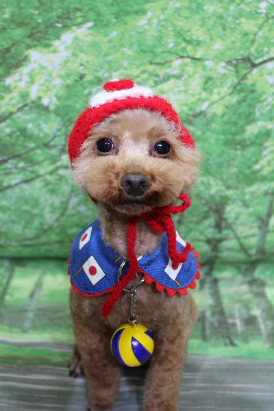 トイプードルブリーダーの成犬、トリミング画像