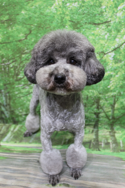 トイプードルブリーダーの成犬、トリミング画像