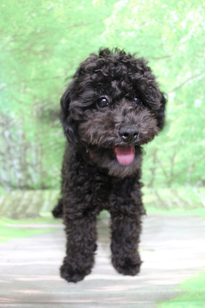 千葉県船橋市のトイプードルのトリミング前画像