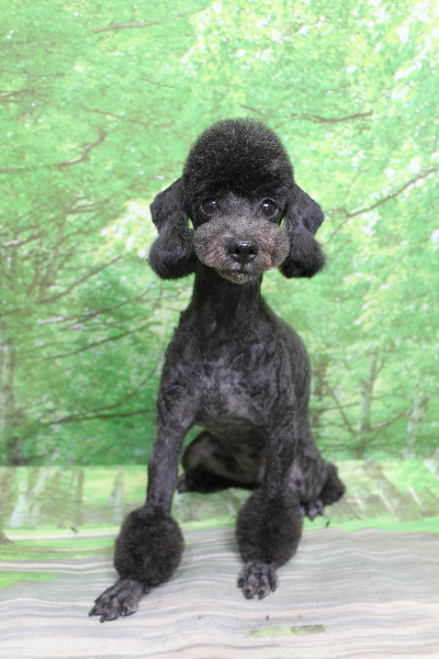 トイプードルブリーダーの成犬、トリミング画像