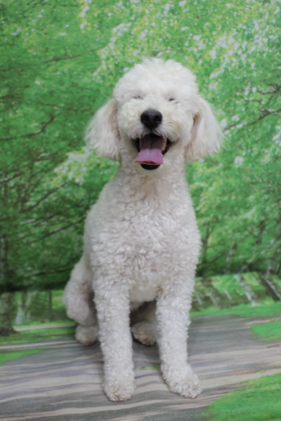 千葉県鎌ヶ谷市のトイプードルのトリミング前画像