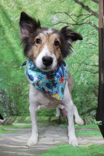 千葉県船橋市のトイプードルのトリミング画像