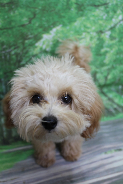 千葉県鎌ケ谷市のミックス犬のトリミング前画像