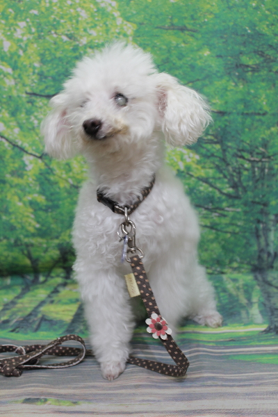 千葉県習志野市のトイプードルのトリミング前画像