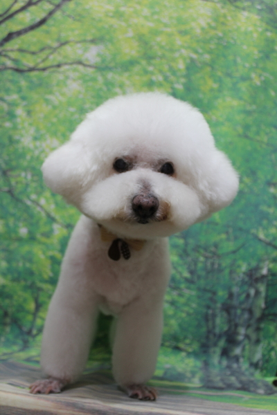 千葉県鎌ケ谷市のビションフリーゼのトリミング画像