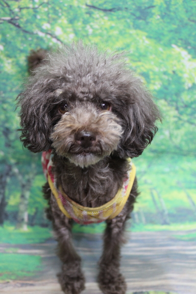 千葉県鎌ケ谷市のトイプードルのトリミング前画像