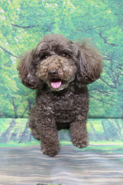 千葉県市川市のトイプードルのトリミング前画像