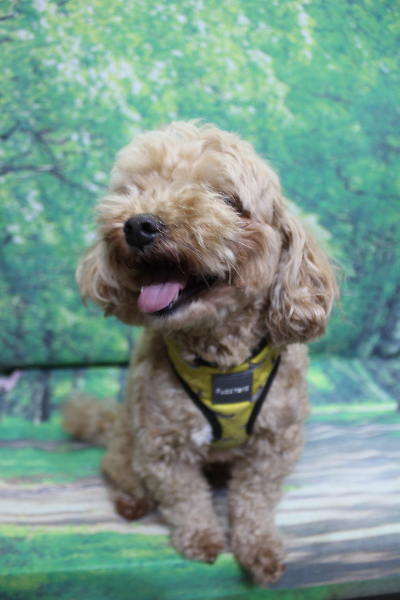 千葉県船橋市のミックス犬のトリミング前画像