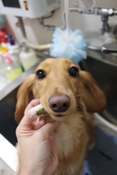 千葉県船橋市のミニチュアダックスの歯磨き画像