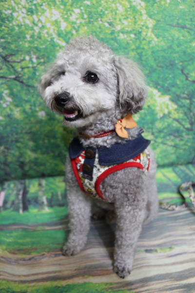 千葉県船橋市のトイプードルのトリミング前画像