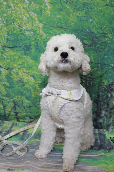 千葉県松戸市のミックス犬のトリミング前画像
