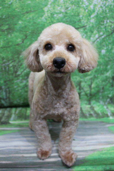 トイプードルブリーダーの成犬、トリミング画像