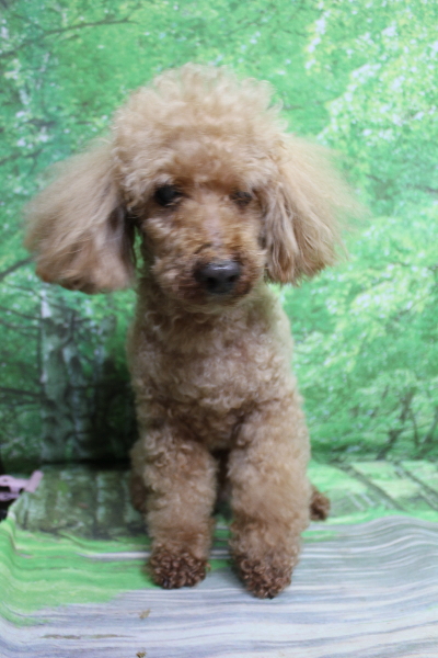 千葉県花見川区トイプードルのトリミング前画像