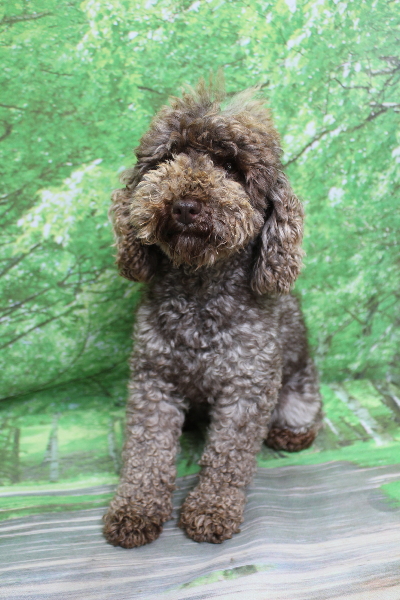 トイプードルブリーダーの成犬、トリミング前画像