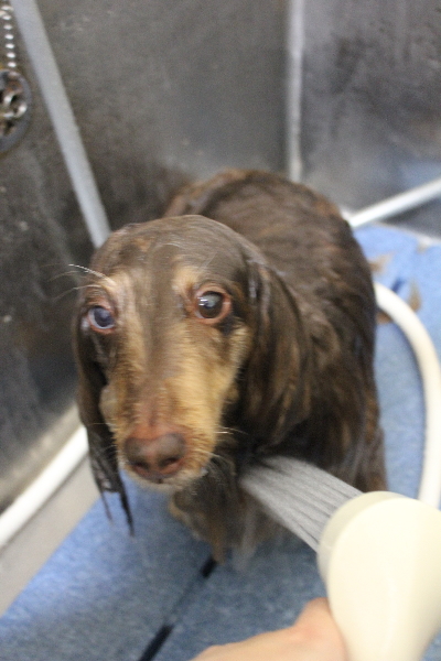 千葉県松戸市のミニチュアダックスのオゾンシャワー画像