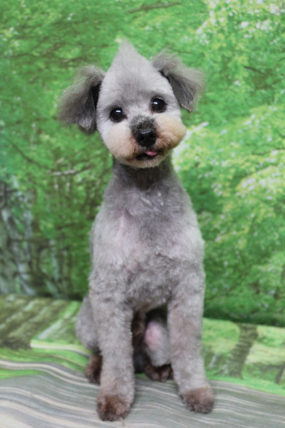 トイプードルブリーダーの成犬、トリミング画像