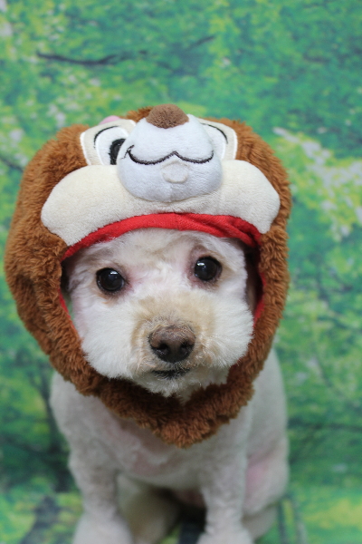 千葉県鎌ケ谷市のトイプードルのトリミング画像