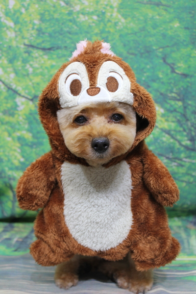 千葉県船橋市のトイプードルのトリミング画像