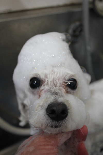 千葉県船橋市のトイプードルのシャンプー画像