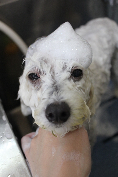 千葉県船橋市のトイプードルのシャンプー画像