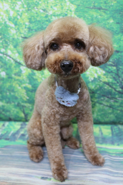 千葉県船橋市のトイプードルのトリミング画像