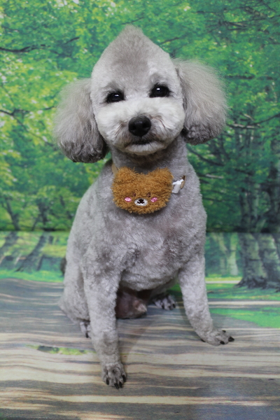 千葉県船橋市のトイプードルのトリミング画像