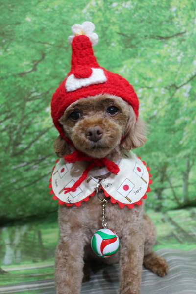 千葉県船橋市のトイプードルのトリミング画像