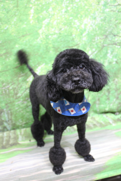 トイプードルブリーダーの成犬、トリミング画像