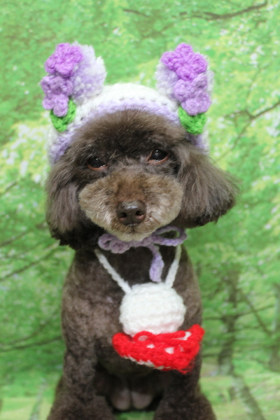 千葉県柏市のトイプードルのトリミング画像