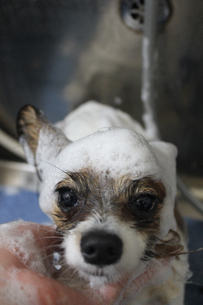 千葉県鎌ヶ谷市のパピヨンのシャンプー画像