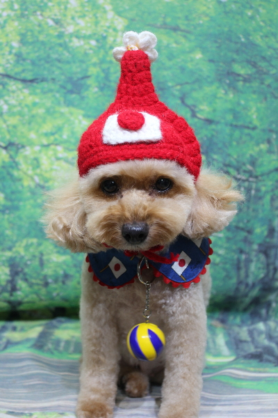 千葉県船橋市のトイプードルのトリミング画像