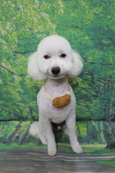 千葉県船橋市のトイプードルのトリミング画像