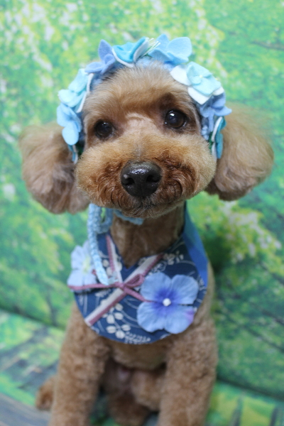 千葉県船橋市のトイプードルのトリミング画像