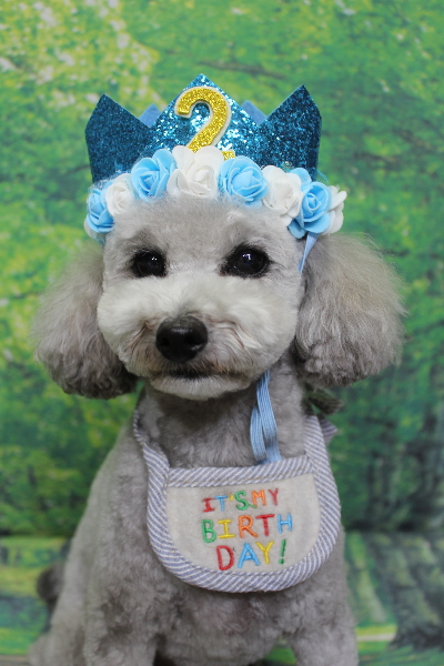 千葉県船橋市のトイプードルのトリミング画像