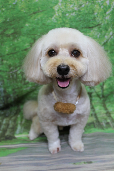 千葉県鎌ヶ谷市のミックス犬のトリミング画像