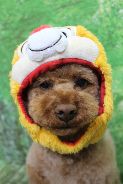 千葉県鎌ヶ谷市のトイプードルのトリミング画像