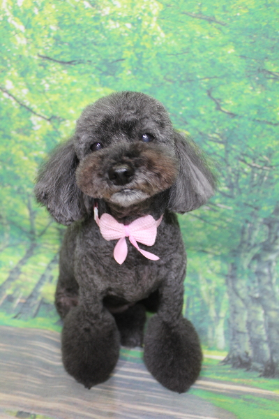 千葉県印西市のトイプードルのトリミング画像