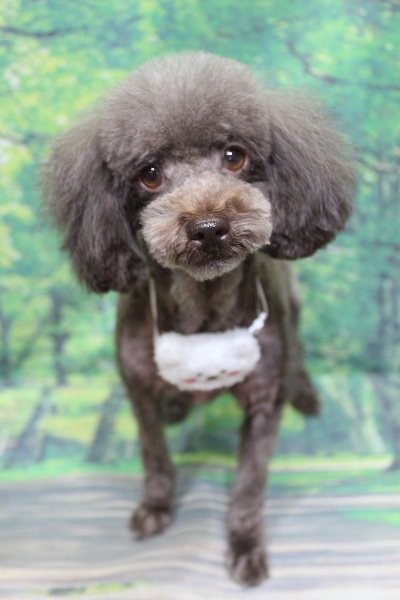 千葉県鎌ケ谷市のトイプードルのトリミング画像