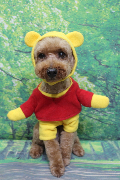 千葉県船橋市のトイプードルのトリミング画像