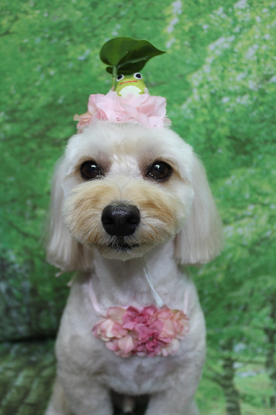 千葉県鎌ヶ谷市のミックス犬のトリミング画像