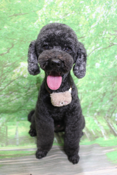 千葉県松戸市のトイプードルのトリミング画像