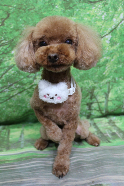 千葉県鎌ケ谷市のトイプードルのトリミング画像