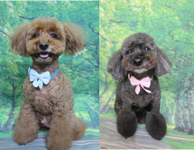 千葉県印西市のトイプードルのトリミング画像