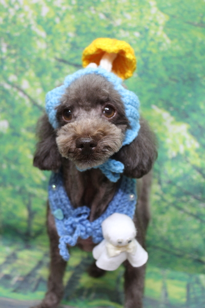 千葉県鎌ケ谷市のトイプードルのトリミング画像