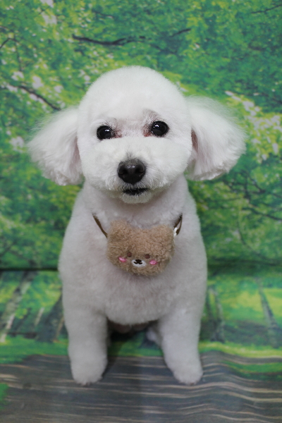 千葉県船橋市のトイプードルのトリミング画像