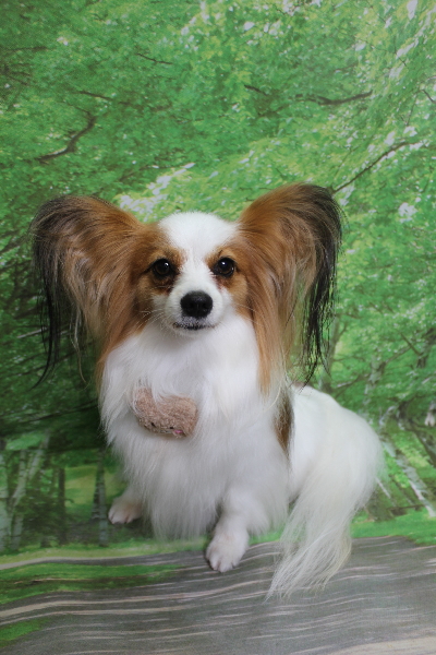 千葉県鎌ヶ谷市のパピヨンのトリミング画像