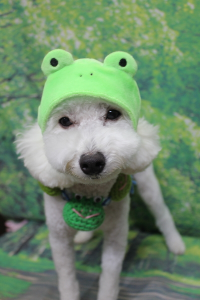 千葉県船橋市のトイプードルのトリミング画像